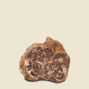 Tartufo Bianchetto Fresco